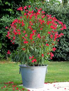 Galvanized flower pot N°5 – 110L - AIC International
