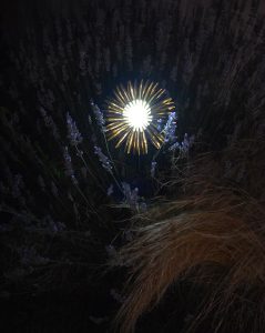 Solar light flower Charlize H83cm